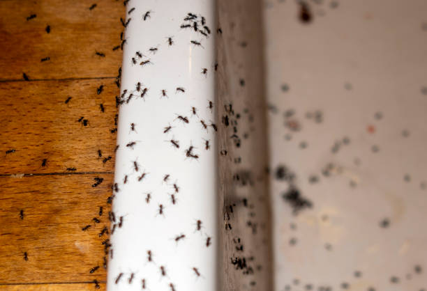 Best Wildlife Control Services  in Jasper, GA