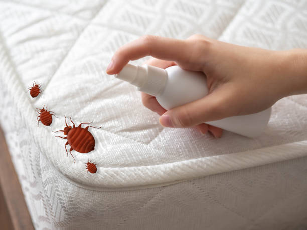 Best Flea Control Services  in Jasper, GA