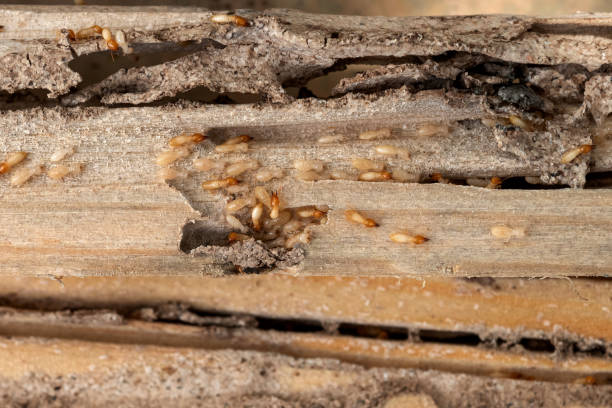 Bird Control in Jasper, GA