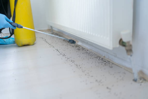 Best Flea Control Services  in Jasper, GA